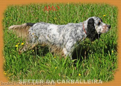 Setter Anglais AMO DE CASTROCAN Setter Anglais AMO DE CASTROCAN